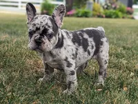 Norma, a female French Bulldog for sale in Newville, PA – 1 of 3