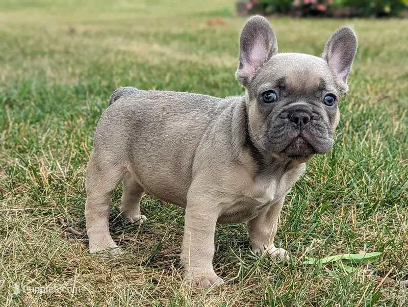Storm – French Bulldog puppy for sale in Newville, PA