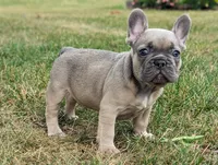 Storm, a male French Bulldog for sale in Newville, PA – 1 of 3