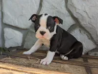 Hunter, a male Boston Terrier for sale in Newville, PA – 2 of 3