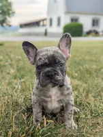 Nacho, a male French Bulldog for sale in Newville, PA – 3 of 3