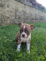 Bailey, a female Boston Terrier for sale in Newville, PA – 2 of 3