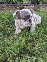 Ty, a male French Bulldog for sale in Newville, PA – 2 of 3