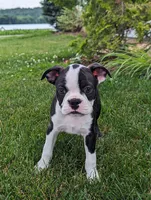 Hunter, a male Boston Terrier for sale in Newville, PA – 2 of 3