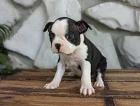 Cassie, a female Boston Terrier for sale in Newville, PA – 3 of 3
