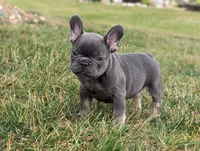 Sparkle, a female French Bulldog for sale in Newville, PA – 3 of 3