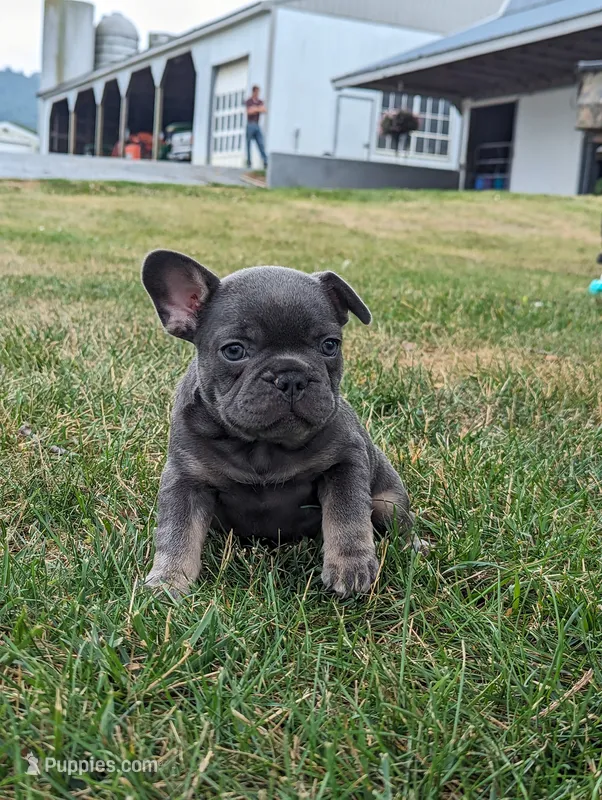 Sandy – French Bulldog puppy for sale in Newville, PA