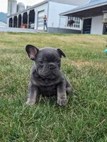 Sandy, a male French Bulldog for sale in Newville, PA – 1 of 3