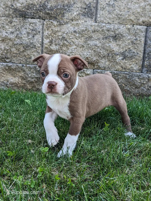 Badger – Boston Terrier puppy for sale in Newville, PA