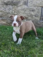 Badger, a female Boston Terrier for sale in Newville, PA – 1 of 3
