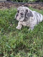 Ty, a male French Bulldog for sale in Newville, PA – 3 of 3
