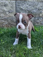 Bonnie, a female Boston Terrier for sale in Newville, PA – 2 of 3
