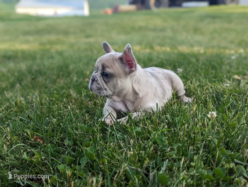Scott – French Bulldog puppy for sale in Newville, PA