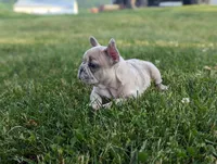 Scott, a male French Bulldog for sale in Newville, PA – 2 of 3
