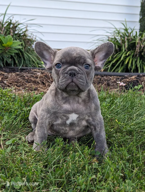 Tulip – French Bulldog puppy for sale in Newville, PA