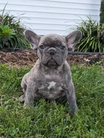 Tulip, a female French Bulldog for sale in Newville, PA – 1 of 3