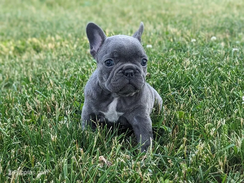 Cora – French Bulldog puppy for sale in Newville, PA