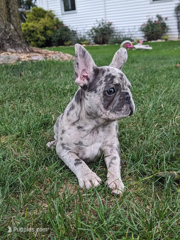Macy – French Bulldog puppy for sale in Newville, PA