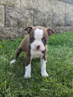 Bambi, a female Boston Terrier for sale in Newville, PA – 2 of 3