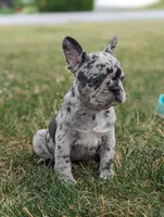 Norma, a female French Bulldog for sale in Newville, PA – 3 of 3