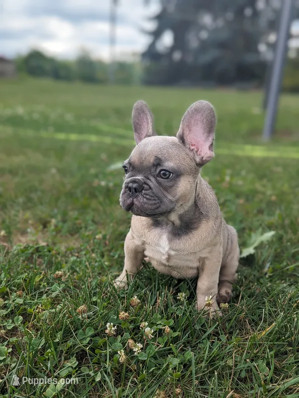 Storm – French Bulldog puppy for sale in Newville, PA