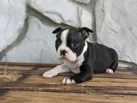 Daisy mae, a female Boston Terrier for sale in Newville, PA – 2 of 3