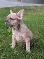 Max, a male French Bulldog for sale in Newville, PA – 3 of 3