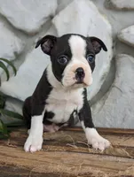 Benji, a male Boston Terrier for sale in Newville, PA – 3 of 3