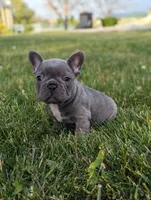 Tyler, a male French Bulldog for sale in Newville, PA – 3 of 3