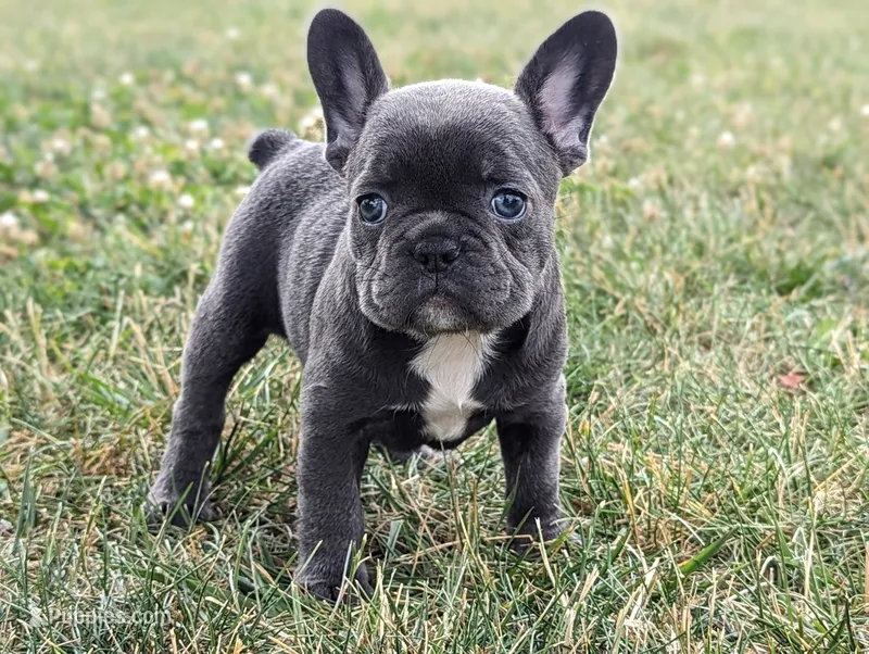 Nutella – French Bulldog puppy for sale in Newville, PA