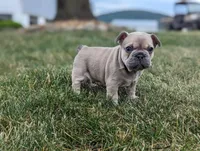 Max, a male French Bulldog for sale in Newville, PA – 3 of 3