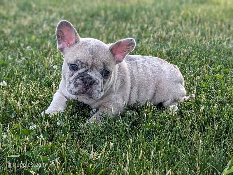 Scott – French Bulldog puppy for sale in Newville, PA