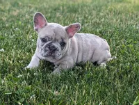 Scott, a male French Bulldog for sale in Newville, PA – 1 of 3