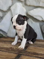 spot, a male Boston Terrier for sale in Newville, PA – 3 of 3