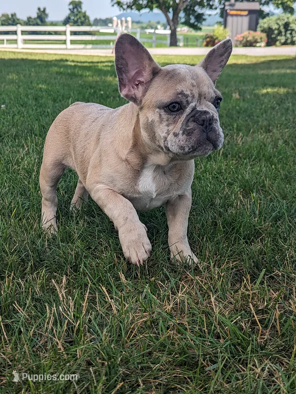 Scott – French Bulldog puppy for sale in Newville, PA
