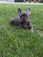 Sparkle, a female French Bulldog for sale in Newville, PA – 2 of 3