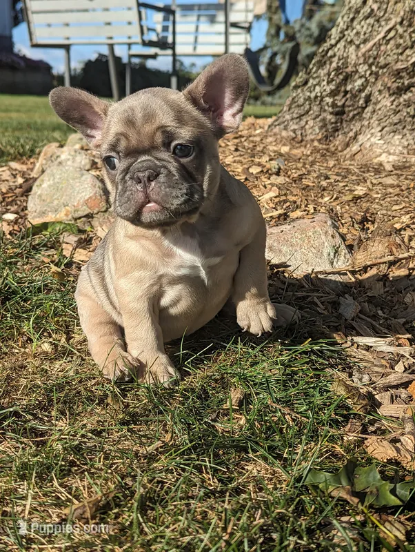 Tori – French Bulldog puppy for sale in Newville, PA