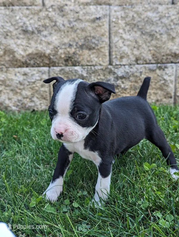 Bea – Boston Terrier puppy for sale in Newville, PA