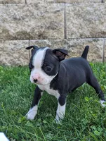 Bea, a female Boston Terrier for sale in Newville, PA – 1 of 3