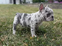 Nancy, a female French Bulldog for sale in Newville, PA – 3 of 3