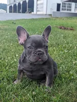 Sandy, a male French Bulldog for sale in Newville, PA – 3 of 3