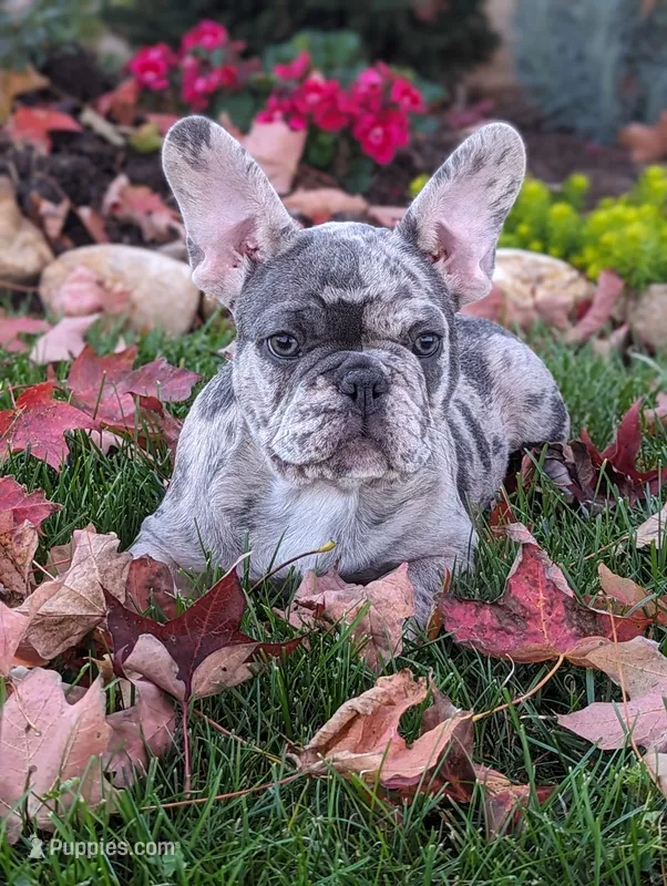Ty – French Bulldog puppy for sale in Newville, PA