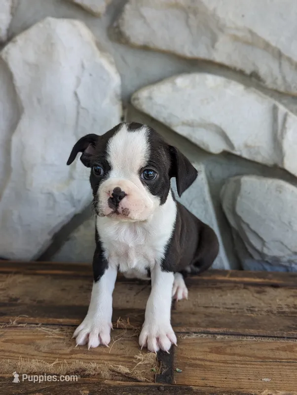 Winston – Boston Terrier puppy for sale in Newville, PA