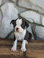 Winston, a male Boston Terrier for sale in Newville, PA – 1 of 3