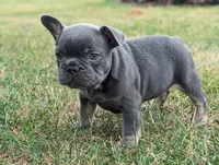 Sandy, a male French Bulldog for sale in Newville, PA – 2 of 3