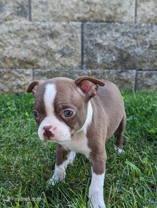 Bonnie – Boston Terrier puppy for sale in Newville, PA