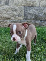 Bonnie, a female Boston Terrier for sale in Newville, PA – 1 of 3