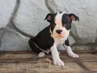 Hunter, a male Boston Terrier for sale in Newville, PA – 3 of 3