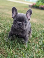 Sparkle, a female French Bulldog for sale in Newville, PA – 2 of 3