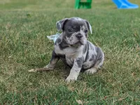 Sidney, a male French Bulldog for sale in Newville, PA – 3 of 3